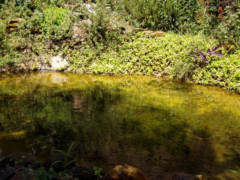 Il Laghetto del Centro di Entomologia - Piombino (LI)